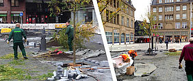 NEUE BÄUME AM MARKTPLATZ EINGESETZT!
