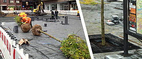 NEUE BÄUME AM MARKTPLATZ EINGESETZT!